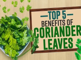 wellhealthorganic.com : coriander-leaves-5-best-health-benefits