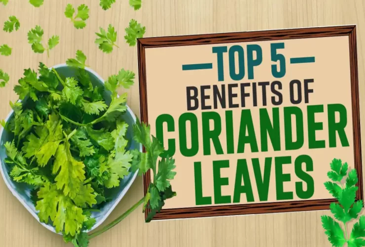 wellhealthorganic.com : coriander-leaves-5-best-health-benefits